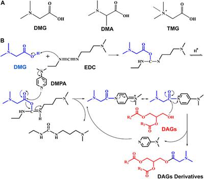 Monitoring diacylglycerols in biofluids by non-isotopically paired charge derivatization combined with LC-MS/MS